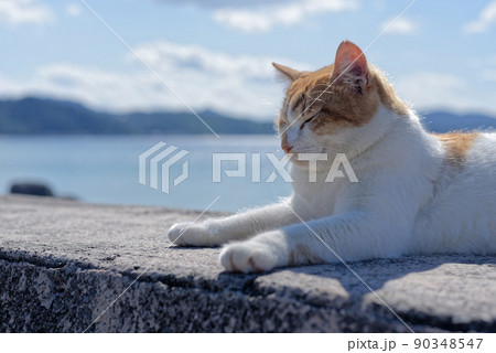 沖縄の海とネコ 90348547