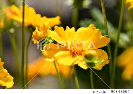 Beautiful wild flower Spring flower Golden-Wave Yellow flower 90348664
