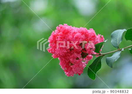 真夏の青空に映える 真夏の青空に映える 90348832