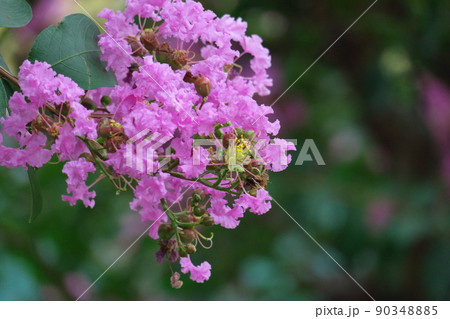 真夏の青空に映える 真夏の青空に映える 90348885