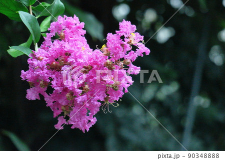 真夏の青空に映える 真夏の青空に映える 90348888