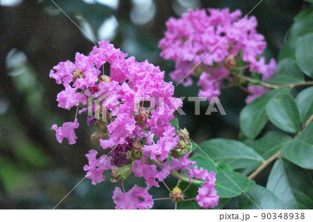 真夏の青空に映える 90348938