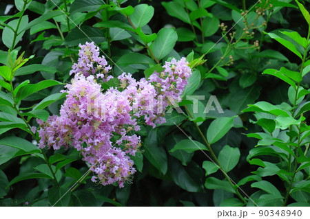 真夏の青空に映える 90348940