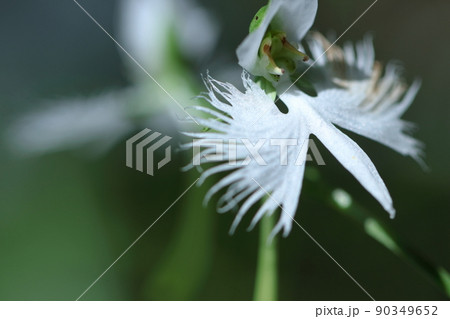 空を飛ぶ白鷺 90349652