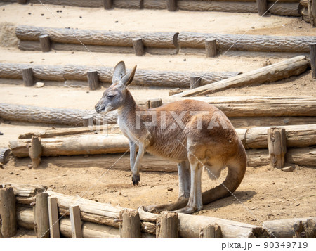 アカカンガルー。 90349719