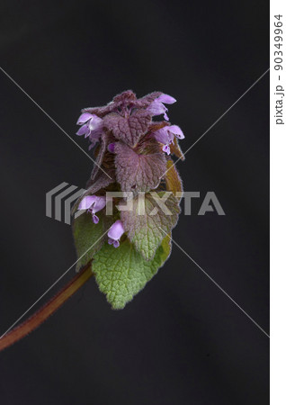 ヒメオコリコソウの花 90349964