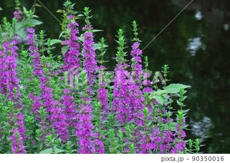 お盆に仏壇に供える花 お盆に仏壇に供える花 90350016