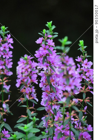 お盆に仏壇に供える花 お盆に仏壇に供える花 90350017
