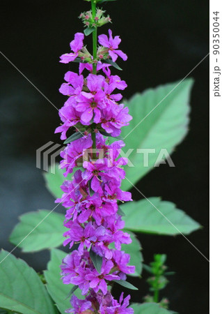 お盆に仏壇に供える花の写真素材