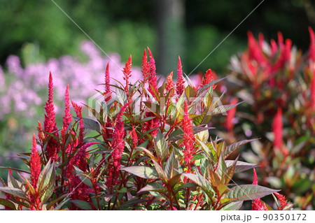 燃え上がる炎の花 90350172