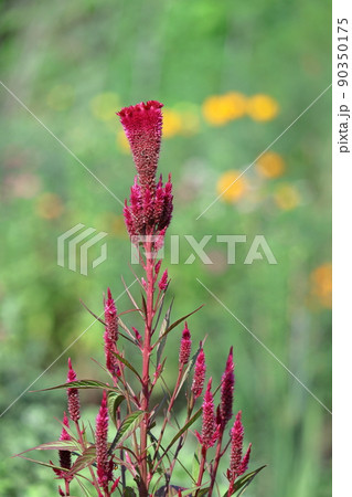 燃え上がる炎の花 燃え上がる炎の花 90350175