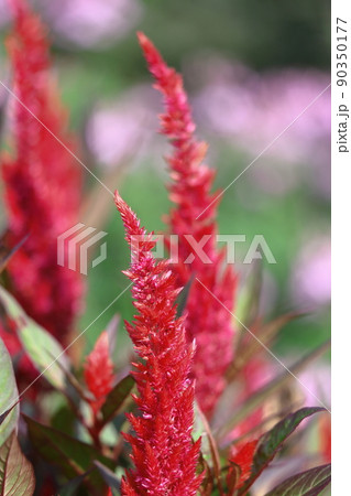 燃え上がる炎の花 90350177