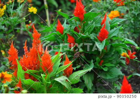 燃え上がる炎の花 燃え上がる炎の花 90350250