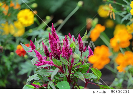 燃え上がる炎の花 燃え上がる炎の花 90350251