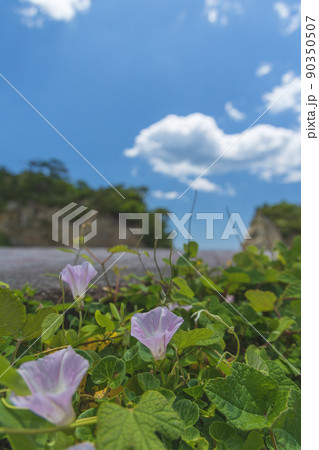 茨城県高萩市　高戸小浜海岸のハマヒルガオ 90350507