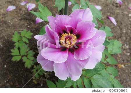 初夏の弘前城に咲く牡丹 90350662