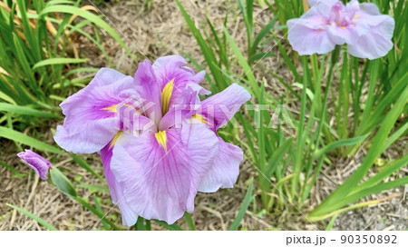 満開の花菖蒲［東公園花菖蒲園/愛知県岡崎市］ 90350892