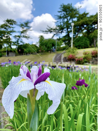 花菖蒲［東公園花菖蒲園/愛知県岡崎市］ 90350905