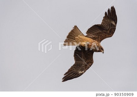 獲物を狙う猛禽類のトンビ 90350909