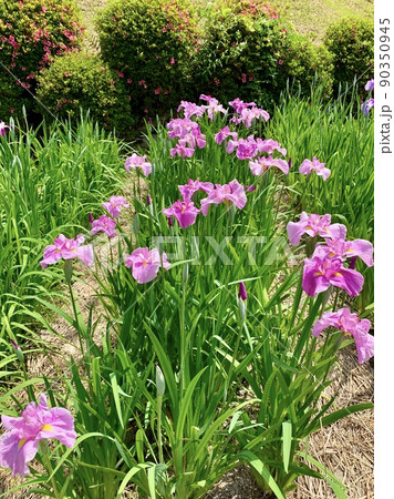 花菖蒲［東公園花菖蒲園/愛知県岡崎市］ 90350945