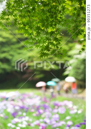 鎌倉　明月院の紫陽花 90351273