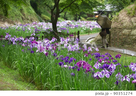鎌倉　明月院の紫陽花 90351274