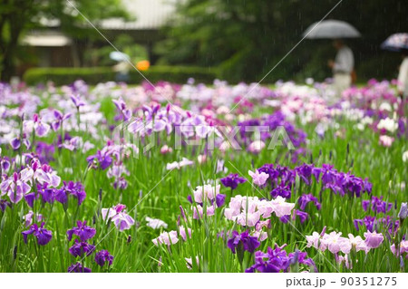鎌倉　明月院の紫陽花 90351275