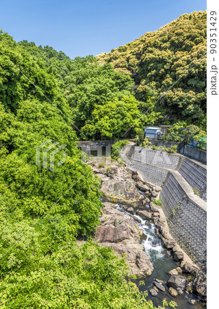 《愛知県》春日井市　高座町　ツブラジイ 90351429