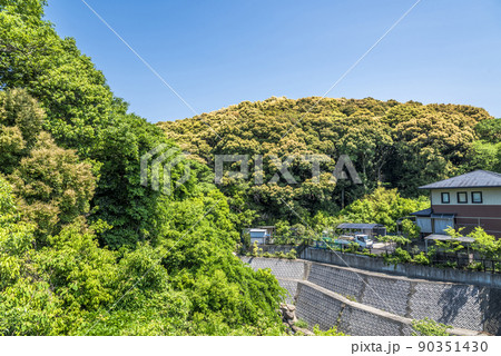 《愛知県》春日井市　高座町　ツブラジイ 90351430
