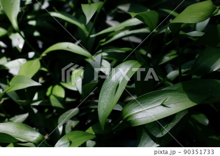 ナギイカダ 90351733