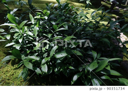 ナギイカダ 90351734