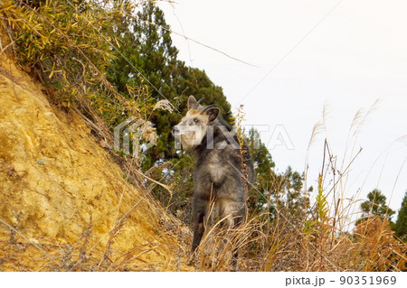 カモシカ 90351969