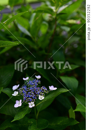 ガクアジサイ縦位置 90352292