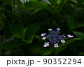 ガクアジサイ横位置 90352294
