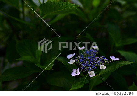 ガクアジサイ横位置 90352294