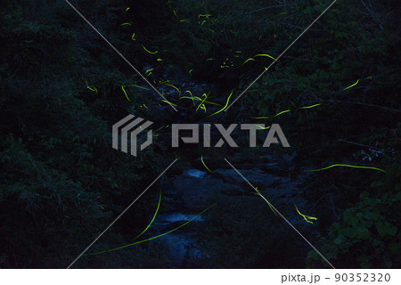 ホタル ホタル 90352320