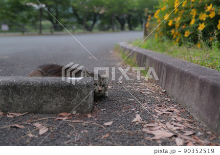 恐る恐る覗き込む猫 90352519