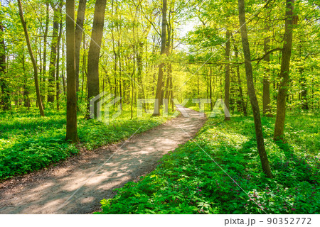Green forest with spring trees 90352772
