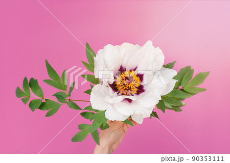 Peony flower in female hands Peony flower in female hands 90353111