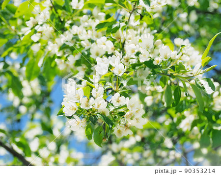 ズミの木の花 90353214