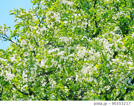 ズミの木の花 90353217