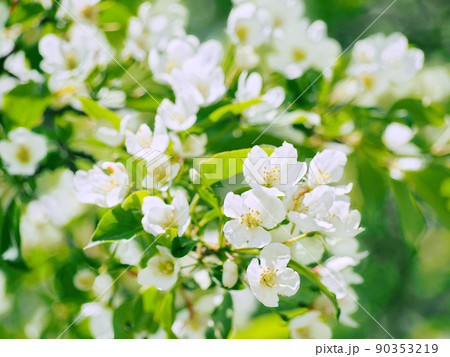 ズミの木の花 90353219