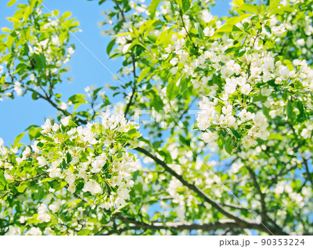 ズミの木の花 90353224