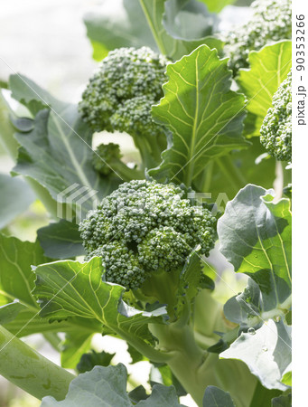 ブロッコリー 90353266