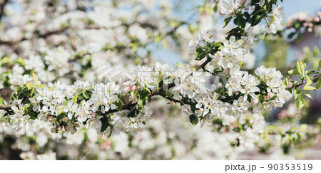 White blooming apple tree branches in spring, panorama White blooming apple tree branches in spring, panorama 90353519