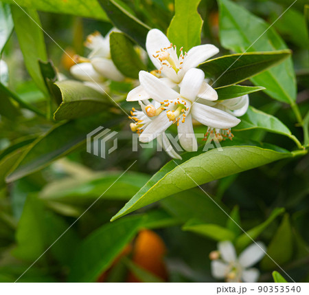 Valencian orange and orange blossoms. Spain. Spring harvest Valencian orange and orange blossoms. Spain. Spring harvest 90353540