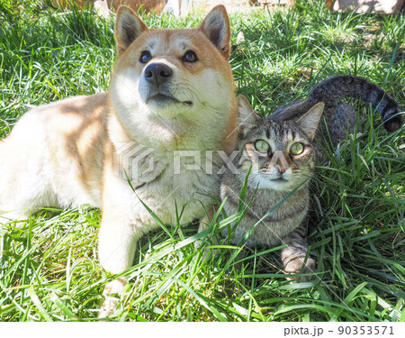 Shiba Inu puppy and his friend striped kitten Shiba Inu puppy and his friend striped kitten 90353571