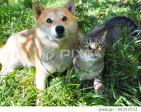 Shiba Inu puppy and his friend striped kitten Shiba Inu puppy and his friend striped kitten 90353572