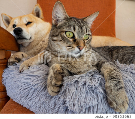Shiba Inu puppy and his friend striped kitten Shiba Inu puppy and his friend striped kitten 90353662