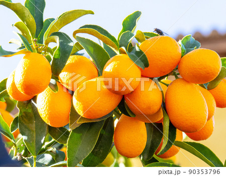 A handful of kumquats on a tree branch A handful of kumquats on a tree branch 90353796